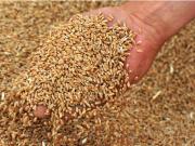 На Ставрополье в крупной партии пшеницы обнаружена амброзия