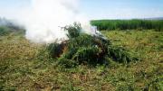 В Ставропольском крае обнаружена плантация конопли (видео)