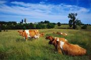 Минсельхоз края разработал концепцию развития молочного скотоводства
