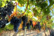 Уборка столовых сортов винограда началась в Ставропольском крае
