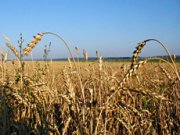 Ставропольские аграрии приступили к уборке урожая