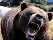 В парке Победы медведь насмерть загрыз человека