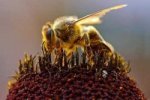 Ученые: Вымирание пчел приведет к гибели человечества