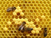 Пчеловодство спасет экономику