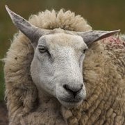 На Ставрополье возродили аукционы по продаже племенных овец