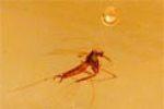 Малярия древнее человечества, доказали эпидемиологи