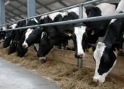 Производители молока Ставрополья создадут свой Союз
