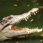 В Австралии крокодил убил семилетнюю девочку