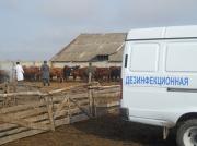Массовые противоклещевые обработки животных ведутся на Ставрополье