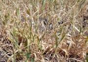 В некоторых районах Ставрополья началась почвенная засуха
