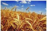 Пшеница не столь безобидна, как считалось, особенно пшеница современных ГМО сортов