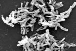 Биологи попытаются уничтожить одну из самых опасных супербактерий