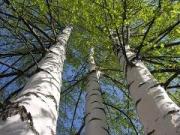 Андрей Джатдоев: «Каждое дерево в Русском лесу необходимо поставить на учет!»