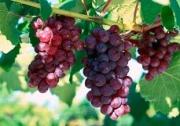 Ставрополье намерено усилить свои виноградарские позиции