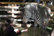 В ставропольском контактном зоопарке поселилась зебра