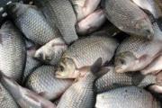 Жителя Ставрополья задержали за кражу 120 килограммов рыбы
