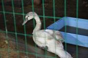 Сотрудники минприроды передали в зоопарк Ставрополя спасенного лебедя