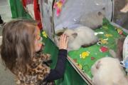 Юные ставропольчане стали гостями  выставки кошек редких пород