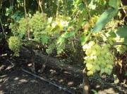 Начинающий виноградарь планирует выращивать в Шпаковском районе до 100 тонн продукции