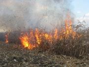 На Ставрополье произошёл крупный пожар на кукурузном поле