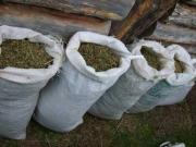 В Кочубеевском районе изъяли более 36 килограммов конопли