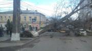 В Ставрополе из-за рухнувшего дерева перекрыто движение по улице Голенева