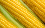 Пятигорский НИИ представит новые гибриды кукурузы